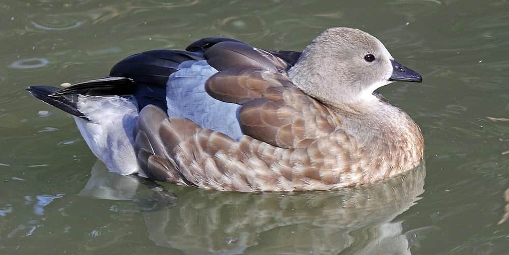 Awash Park Birding Tour 